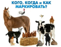 Маркирование домашних животных
