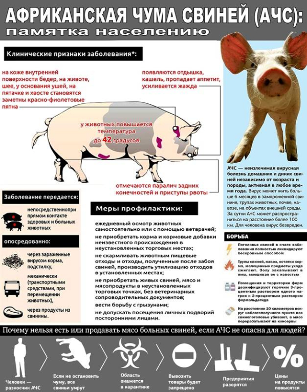 Памятка "Африканская чума свиней"