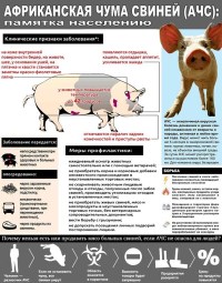 Памятка "Африканская чума свиней"